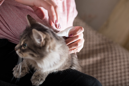 Girl caring for her cat, prevent a flea infection by using remedy.
