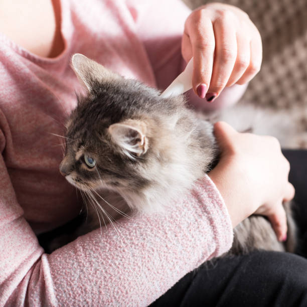 istock Flea protection for your cat. Prevent pet flea infestation. Flea remedy for a cat 1302764401
