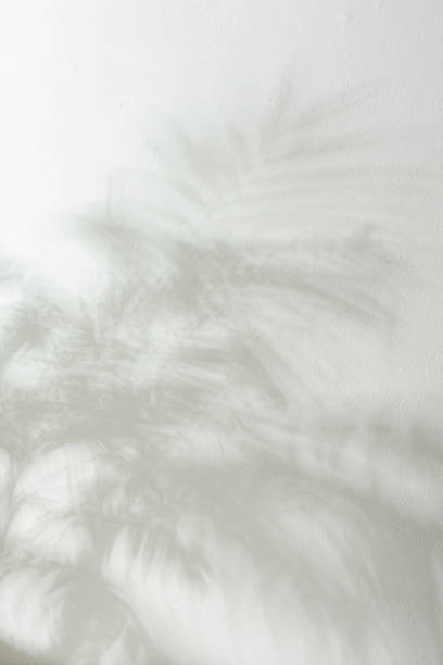 istock Shadow of a home flower Chamaedorea on a white wall 1302764410