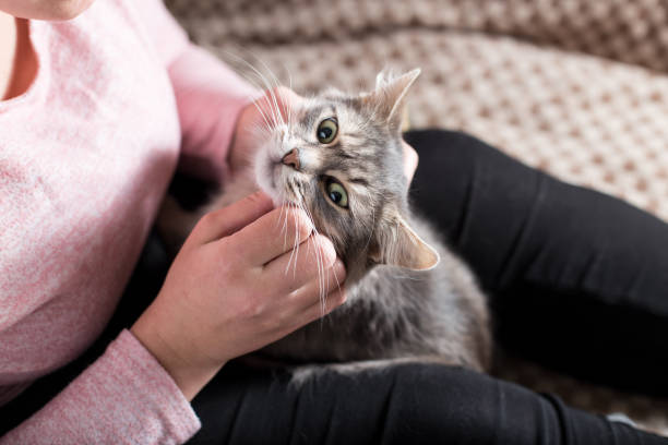 istock Girl caring for her cat. Flea control at home 1302764452