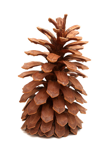 Longleaf pine aka Pinus palustris large long dry open cone isolated on white background