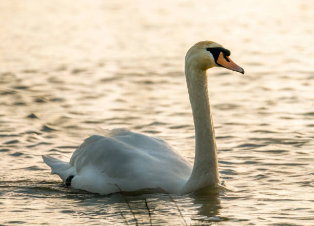 istock Mute swan at sunset 1302765399
