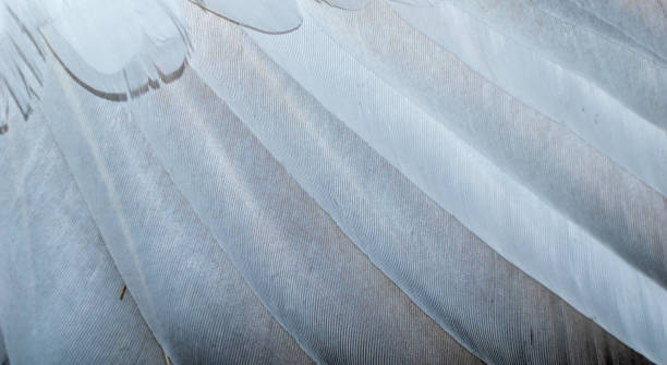istock white and brown pigeon feathers. background or texture 1302765486
