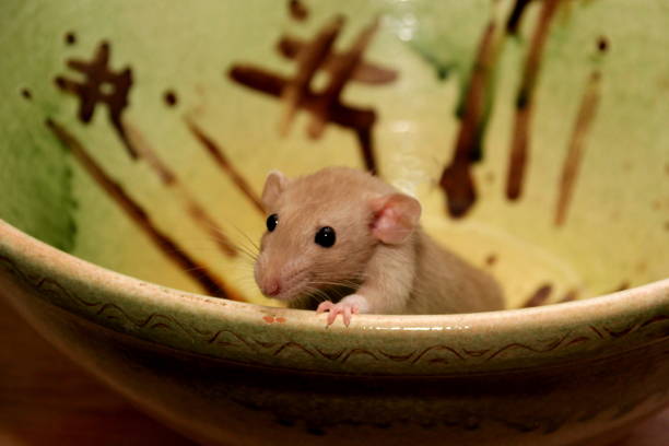 istock Funny brown rat are sitting on a large clay pot 1302765665