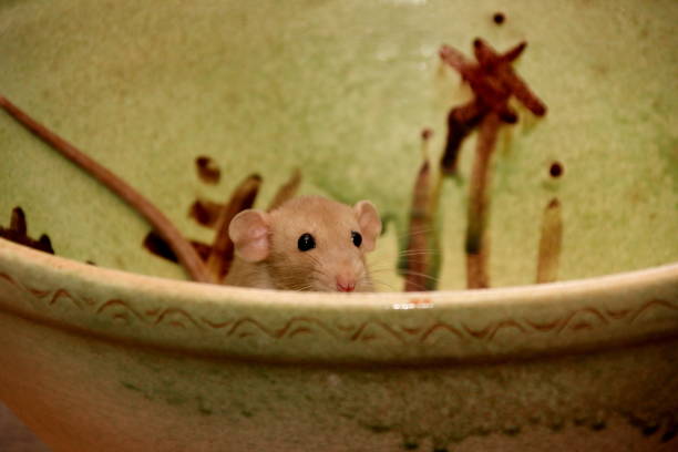 istock Funny brown rat are sitting on a large clay pot 1302765674