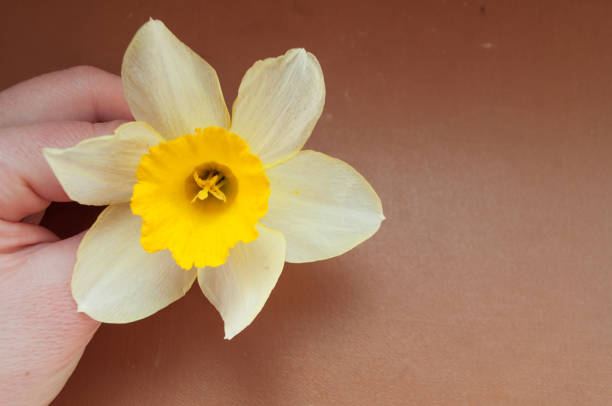 Daffodil flower.Spring yellow flowers. Spring mood.