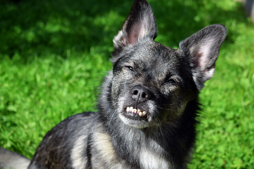 Small mixed breed dog with an underbite. Canine malocclusion. The dog is squinting in the sun