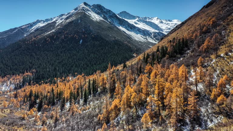 The forest at the foot of the snow mountain is colored by autumn