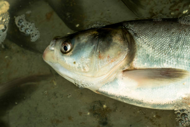 Silver carp is a species of freshwater cyprinid fish Hypophthalmichthys molitrix or the silver carp is a species of freshwater cyprinid fish, a variety of Asian carp native cypriniformes photos stock pictures, royalty-free photos & images