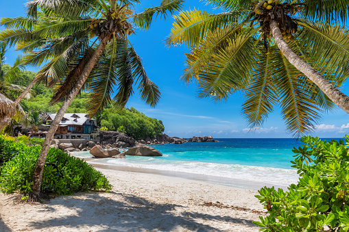 Playa tropical soleada con palmeras y mar turquesa. photo