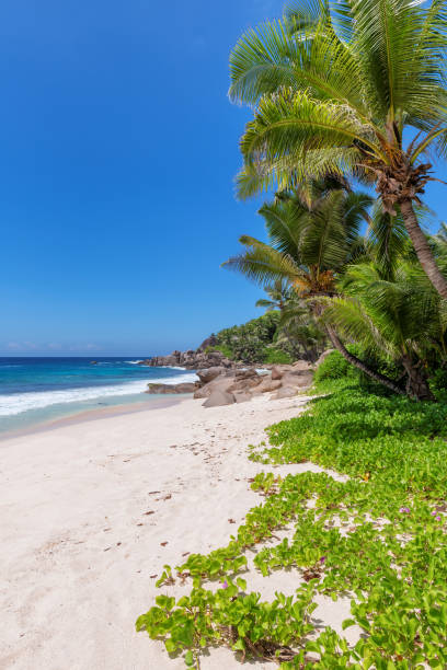 istock Tropical Sunny beach with palm trees and turquoise sea. 1302769303