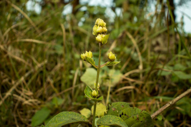 Sandwort, thyme-leaf sandwort or Arenaria serpyllifolia, blooming flower wild plant