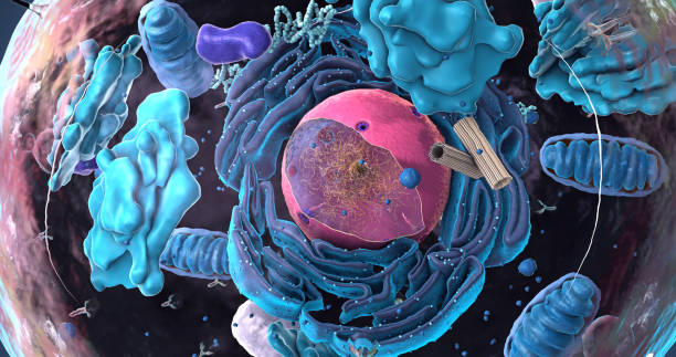 Components of Eukaryotic cell, nucleus and organelles and plasma membrane - 3d illustration stock photo