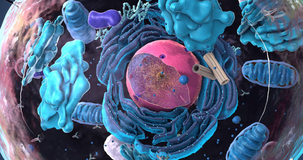 components of eukaryotic cell, nucleus and organelles and plasma membrane - 3d illustration - nucleolus imagens e fotografias de stock