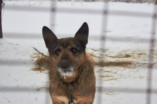 istock Poor dog with sad eyes sitting in the cold behind bars 1302771011
