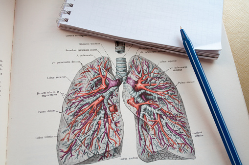 A student in a medical institution is studying the topic of lungs. Pandemic. Home schooling. Pulmonary disease. World Asthma and Allergy Day. World Tuberculosis Day