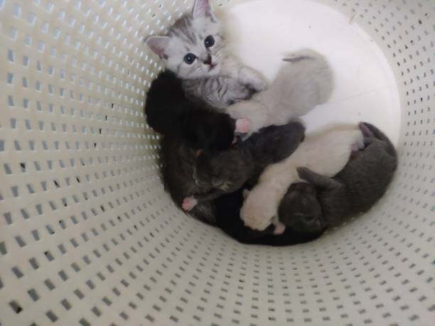 istock Cute Tiny little kitten with New born 1302773402