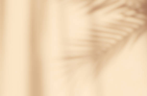 Abstract silhouette shadow beige background of natural leaves tree branch falling on wall