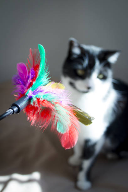 istock Black and white cat playing with colored cat duster. No people 1302773809