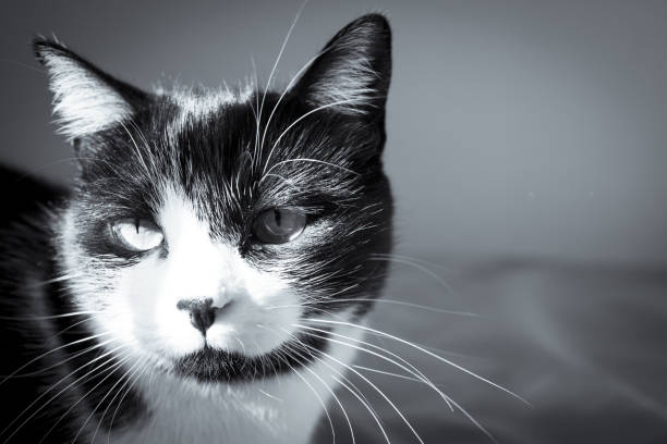 istock Black and white cat playing with colored cat duster. No people 1302773884