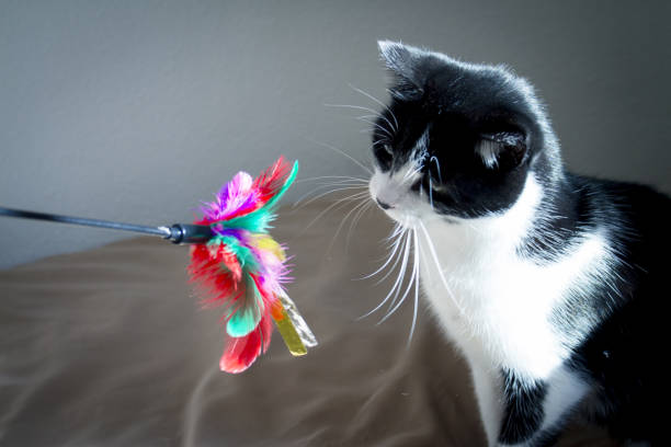 istock Black and white cat playing with colored cat duster. No people 1302773934