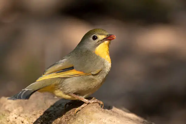 Red-billed leiothrix