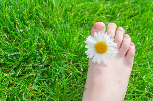 istock daisy flower beautiful and delicate on the grass. chamomile 1302774161