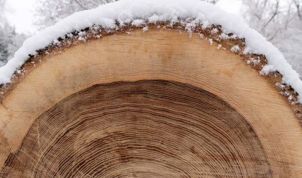 Snowy sawn-off tree trunk with annual rings and dark core in close-up