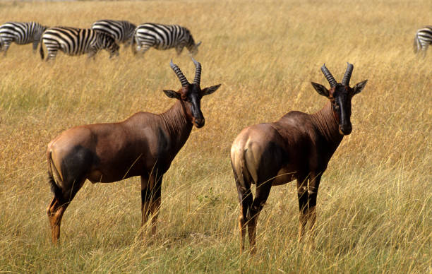 topi - antílope - masai mara national reserve masai mara topi antelope fotografías e imágenes de stock