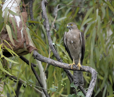Shikra perched on the branch of a tree.
