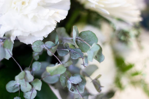 istock white flowers bouquet with eucalyptus leaves 1302777519