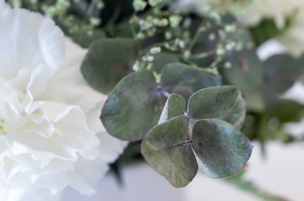 white flowers bouquet with eucalyptus leaves
