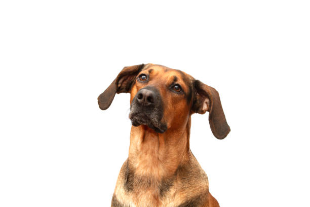 A portrait of a Schiller hound hunting dog on a white background, looking into the distance. Isolated animals portrait.