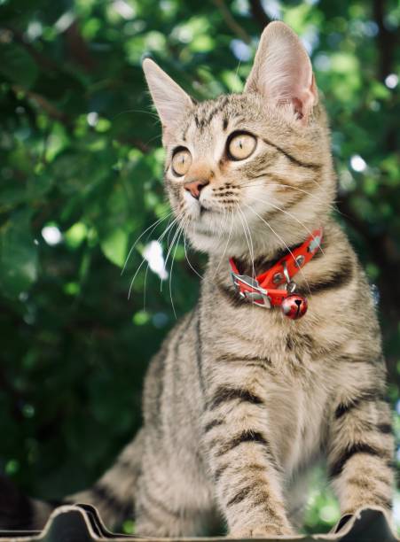 istock Tabby cat sitting on the roof 1302777690
