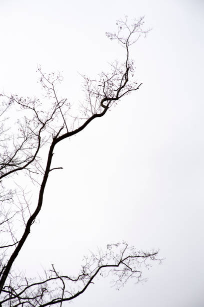 istock Tree branch in winter on sky background 1302779173