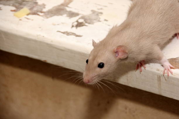 istock decorative brown rat is looking for something to eat 1302779201