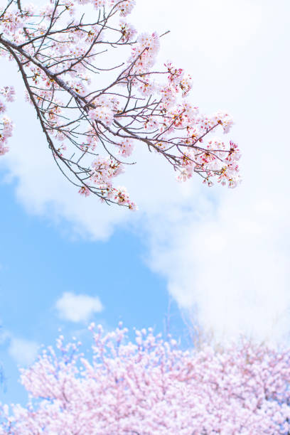 istock Cherry blossoms and sky in full bloom 1302780187