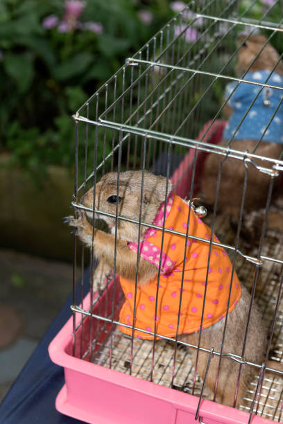 istock Squirrel wearing shirt stay in cage 1302781746