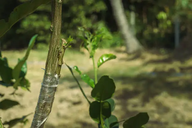 Lime branch that grow from grafting with kaffir lime tree.