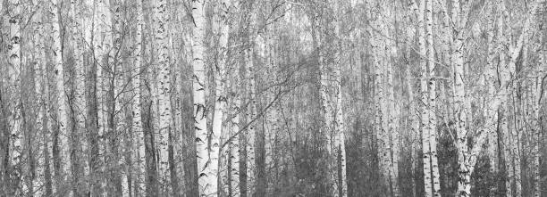 istock Young birches with black and white birch bark in winter 1302784120