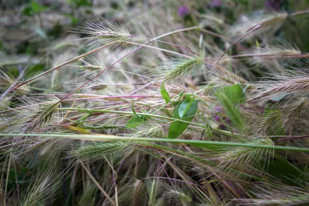 Foxtail is a wild barley plant.