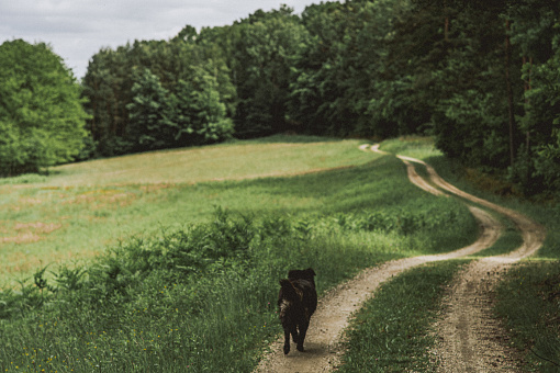 Rear view of black dog walking on dirt road
