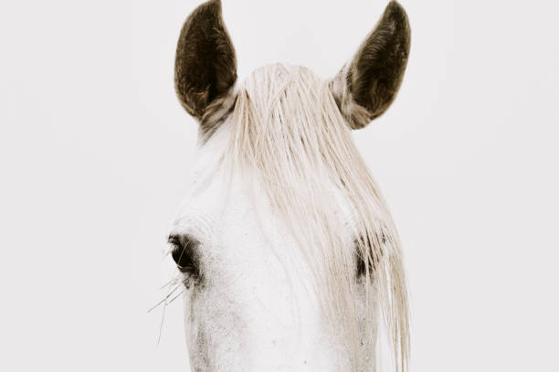 porträt des weißen pferdes - animal ear stock-fotos und bilder