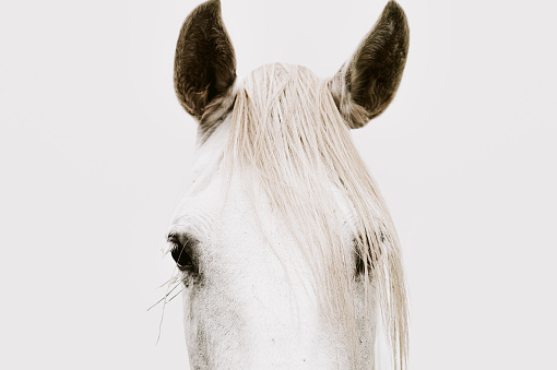 A close-up of a white Andalusian Spanish Pura Raza Espanola horse running against a yellow background