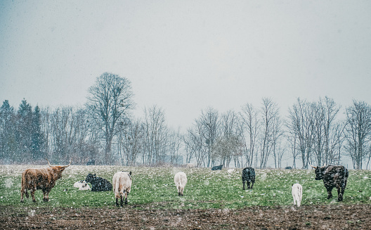 Cows grazing in snow field