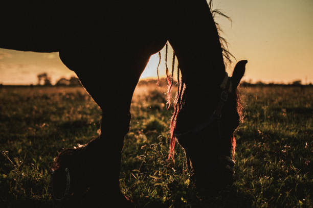 Horse grazing grass at field during sunset