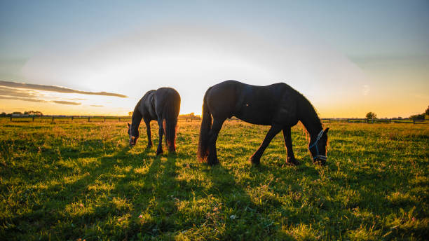 cavalli che pascolano sull'erba - horse animal head animal sky foto e immagini stock