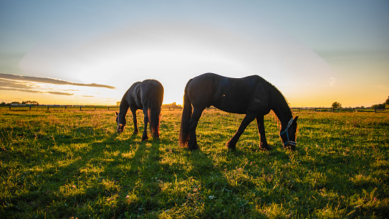 Horses grazing on grass against sky