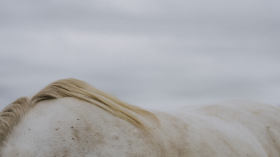 Close-up of white horse mane