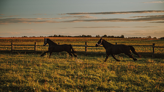 Horses running at ranch against sky